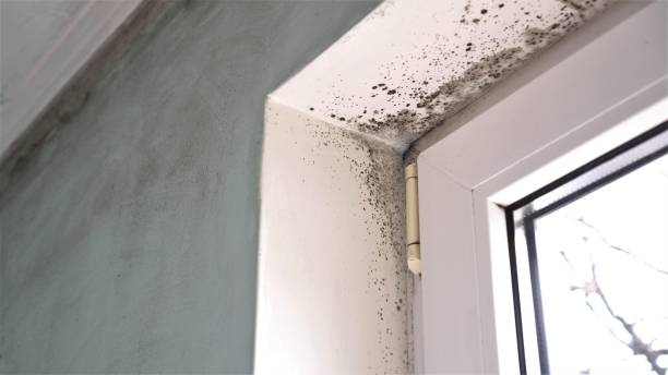 Best Bathroom Mold Remediation in Hanceville, AL