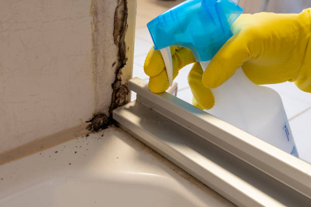 Best Basement Mold Remediation in Hanceville, AL