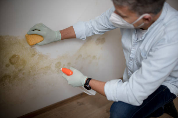 Reliable Hanceville, AL Mold Remediation Solutions