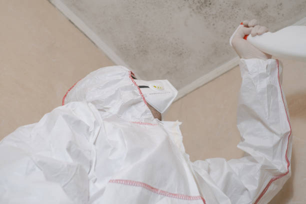 Trusted Hanceville, AL Mold Remediation Experts