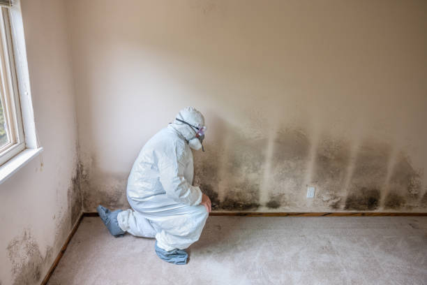 Best HVAC Mold Remediation in Hanceville, AL