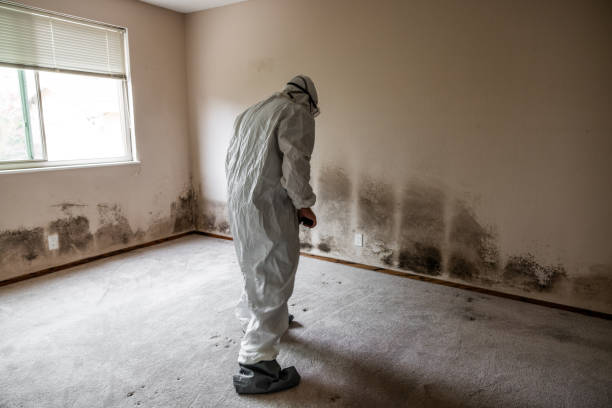 Best White Mold Remediation in Hanceville, AL