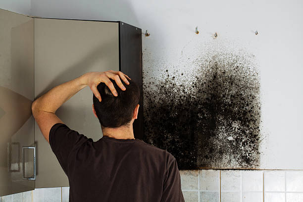 Best Industrial Mold Remediation in Hanceville, AL