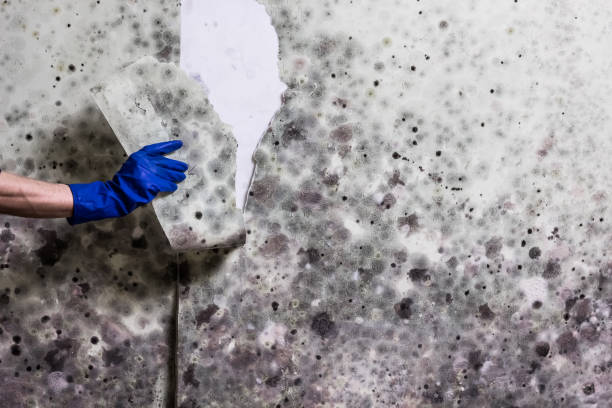 Best Emergency Mold Remediation in Hanceville, AL