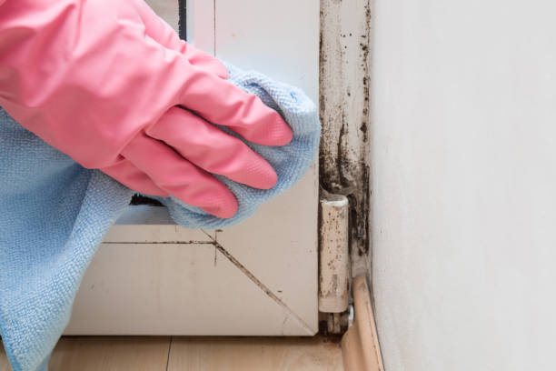 Best Residential Mold Remediation in Hanceville, AL
